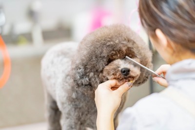 犬の毛をカットする女性