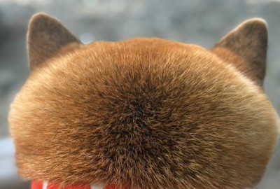 柴犬さんがクールネックを付けたら…