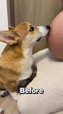 女性のお腹に口を当てる犬