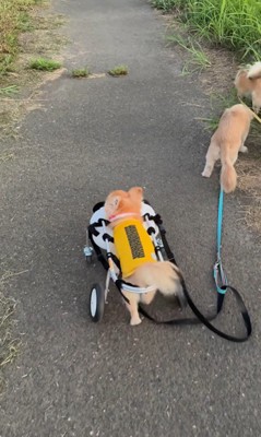 お散歩を楽しむさくらちゃん8