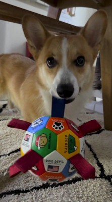 おもちゃのボールを咥える犬