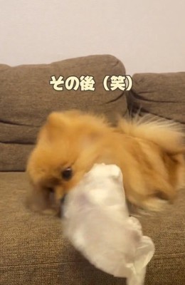 パンツで遊ぶハニちゃん