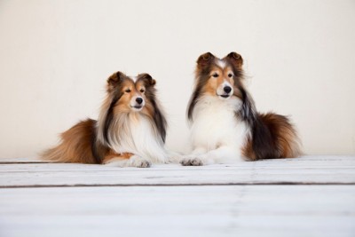 伏せている2匹の犬