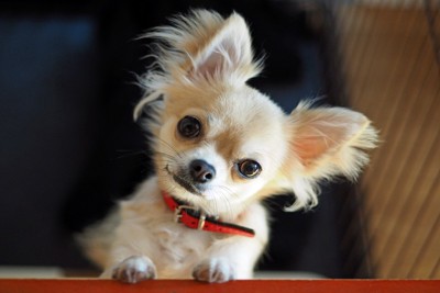 正面を見つめながら首を傾げる犬