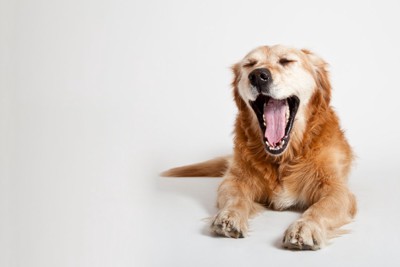 あくびする犬