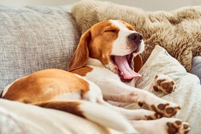 眠そうな犬