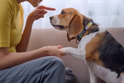 飼い主を信頼しない犬
