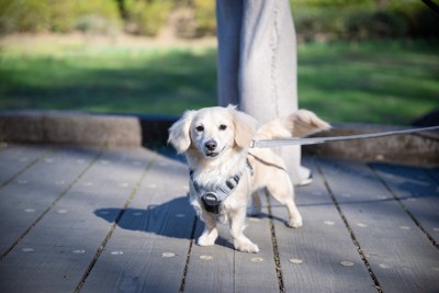 クリーム系のダックス