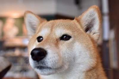 遠くを見つめる柴犬