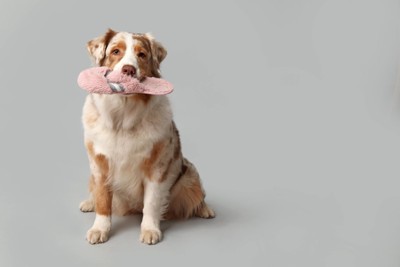 スリッパをくわえる犬