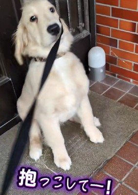 「抱っこして～」