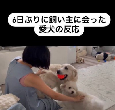 むう君＆める君と飼い主さんの再会7