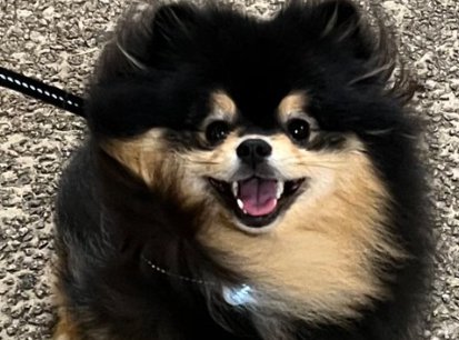 犬好きですよね!?