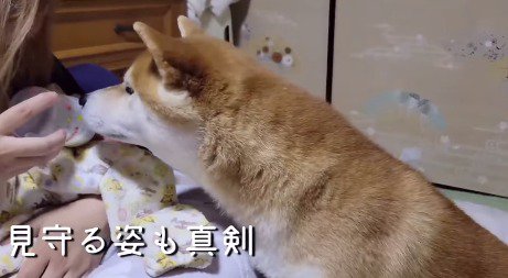 赤ちゃんにミルクを与えている女性のそばに座る犬