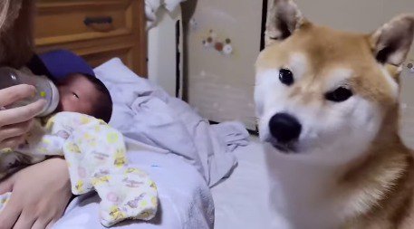 女性のそばに座り、カメラを見つめる犬