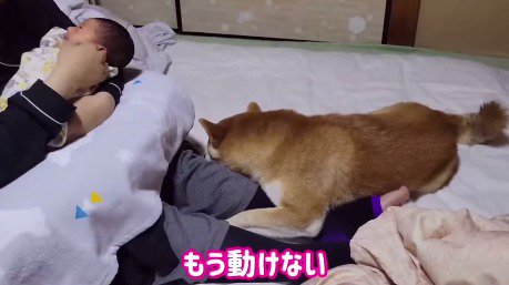 赤ちゃんを抱きながら、犬にしがみつかれる女性