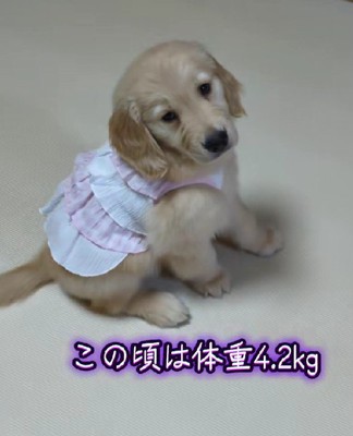 コロコロ可愛いパピー期♡