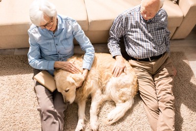 愛犬を撫でる老夫婦