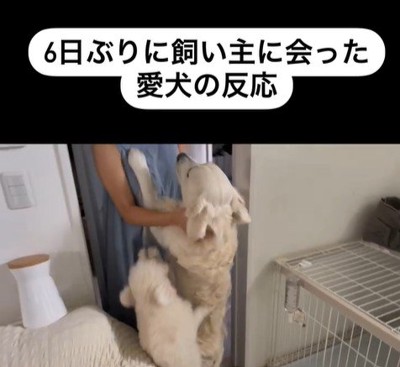 むう君＆める君と飼い主さんの再会4