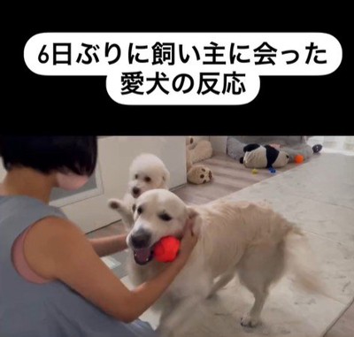 むう君＆める君と飼い主さんの再会6