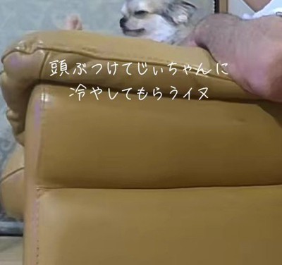 「ペットカメラを確認してみて」