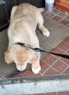 「階段怖い…」