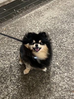 犬好き