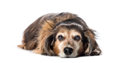床に伏せる老犬