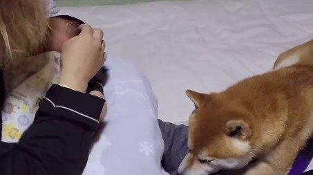 赤ちゃんを抱いている女性の足の上に乗る柴犬
