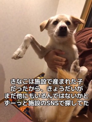 抱っこされるきなこちゃん