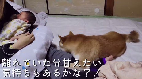 女性の膝を前足でしがみつく犬