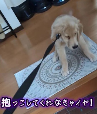 お散歩デビュー！