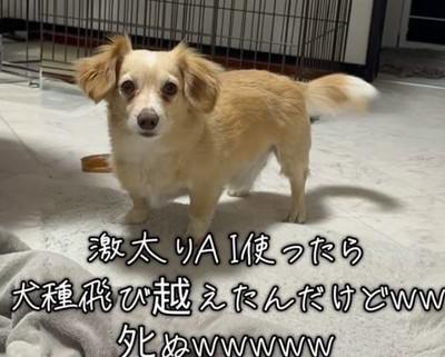 AIで愛犬を太らせてみた