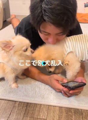 別の犬が乱入