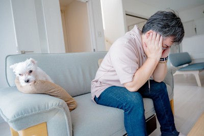 白い犬、頭を抱える人