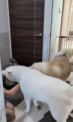 わらわら…