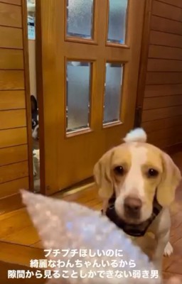 隙間から覗くマルタくん1