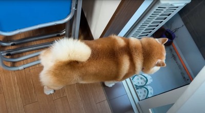 家の中から窓の外を見る柴犬