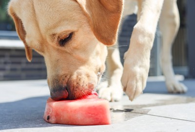 冷やした果物を食べる犬