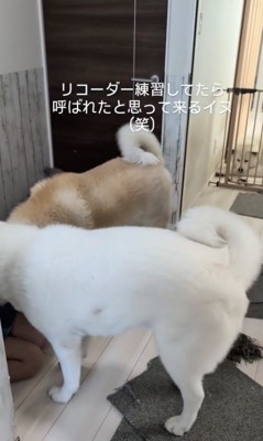 尻尾フリフリ