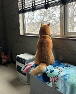 柴犬のゴマちゃん