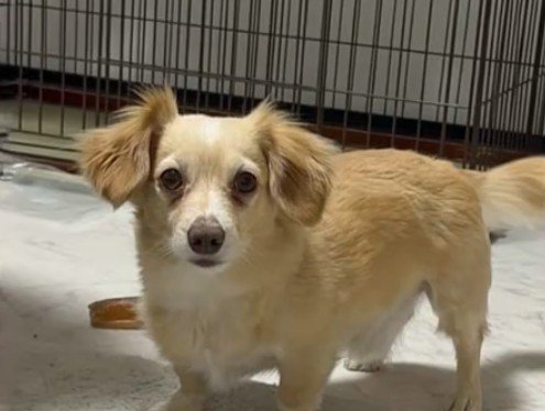 チワックスの兄貴ちゃん