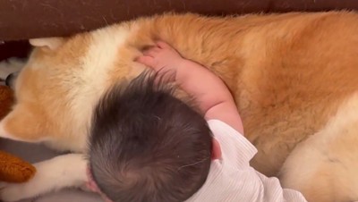 この手触りは…