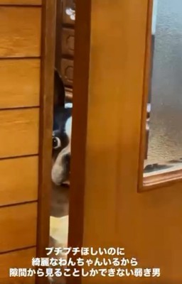 隙間から覗くマルタくん3