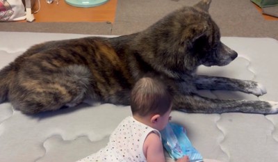 虎丸ちゃんも子守り