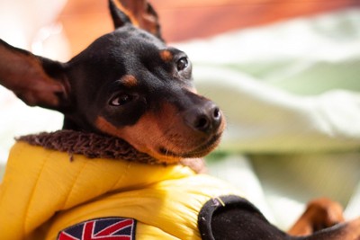 寝ぼけまなこの犬