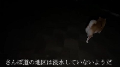 散歩する柴犬
