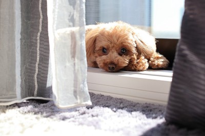 窓際に立っている柴犬