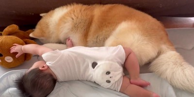 秋田犬が子守りを担当