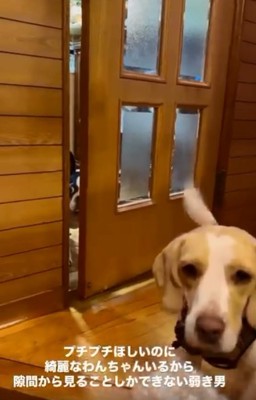 隙間から覗くマルタくん2